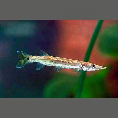 Ctenolucius hujeta beani - Gar characin SM